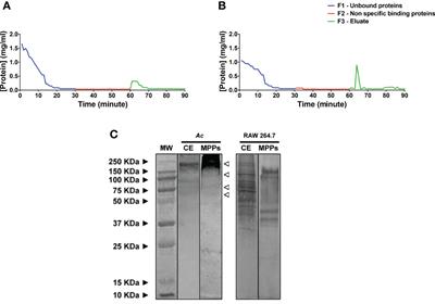 Recognition of Cell Wall Mannosylated Components as a Conserved Feature for Fungal Entrance, Adaptation and Survival Within Trophozoites of Acanthamoeba castellanii and Murine Macrophages